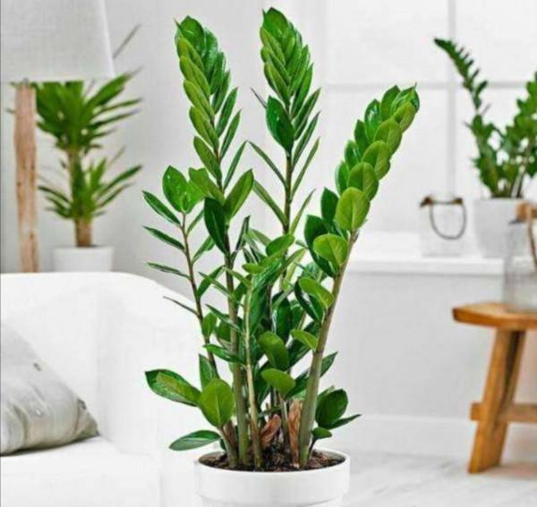 公認的12種吉祥花，適合10月養，一帆風順，紅紅火火，又美又實用