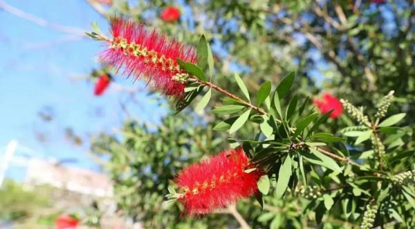 人間四月天，在坪山眼見皆美好