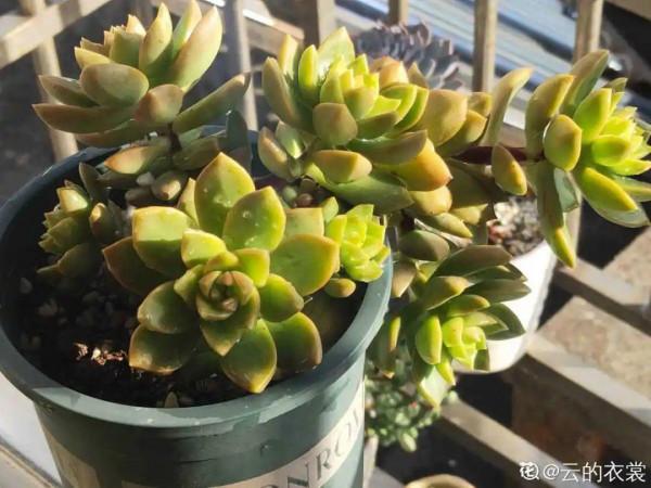 紅、黃、藍、黑，4種彩色多肉，你喜歡哪一款？