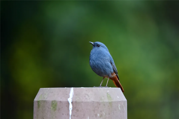 40+張大片!帶你領略這裡的“鳥禽圖鑑”! 40+張大片!帶你領略這裡的“鳥禽圖鑑”!