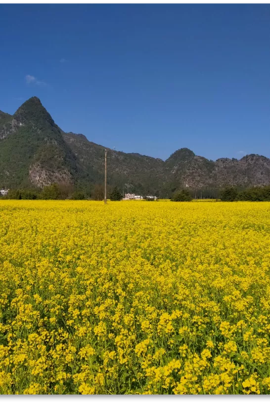 峰林之下，漫步踏浪，春意盎然，花海在山中