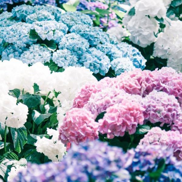 你不會種花，總該是會欣賞花吧，欣賞會有收穫的