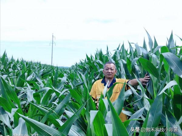 為什麼玉米11-12片葉後再打藥控旺會造成減產?原因有兩個 為什麼玉米11-12片葉後再打藥控旺會造成減產?原因有兩個