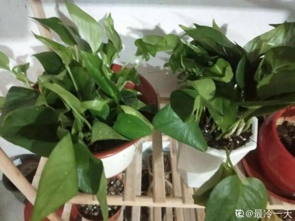 秋天病蟲害氾濫，自制養花殺蟲水，3天就見效