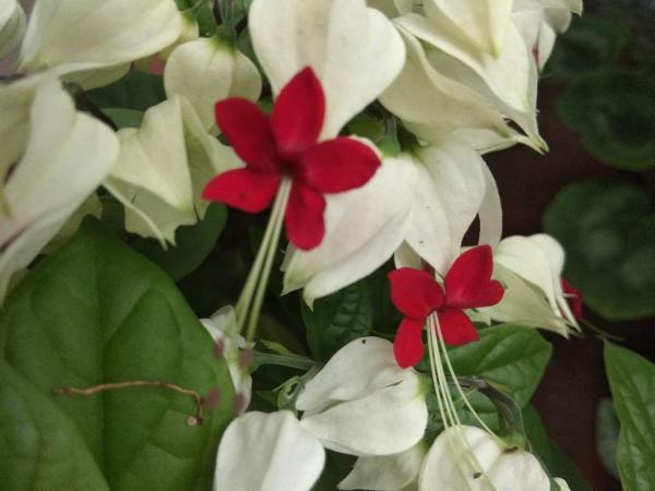 霸氣的“祥龍花”，養在家裡能鎮宅，安全感滿滿