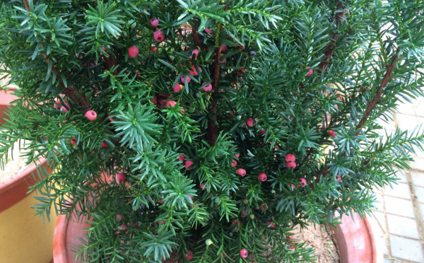 5種流行“網紅花”，謹慎入手，買著“真貴”，養起來太難