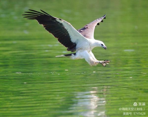 鳥類空中的戰鬥機&mdash;&mdash;白腹海雕