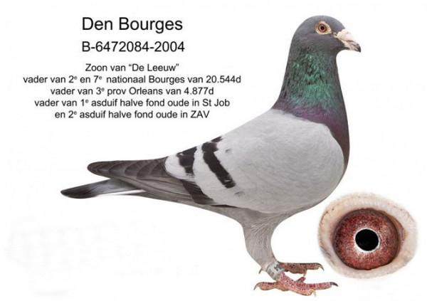 比利時鴿界的&OpenCurlyDoubleQuote;沉默巨匠&rdquo;