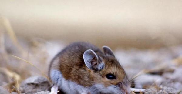 一起獨一無二的案件!印度富家公子手臂被刺一下就死了 一起獨一無二的案件!印度富家公子手臂被刺一下就死了