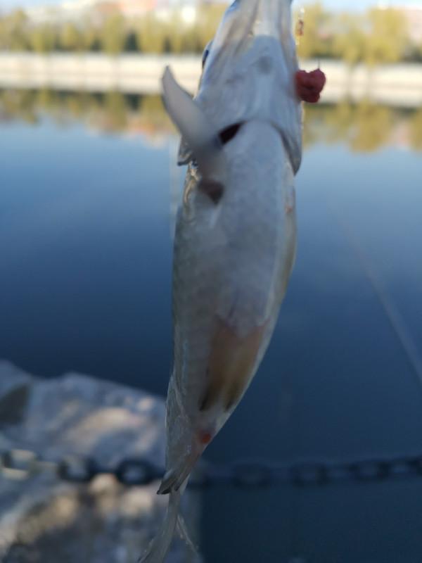 靈活多變才是漁獲的關鍵，大師的制勝法寶得好好學