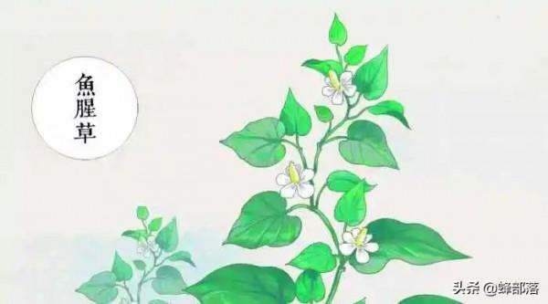 貴州著名蕺菜，貴州人讚不絕口，外地人說很臭，曾在疫情期間大火