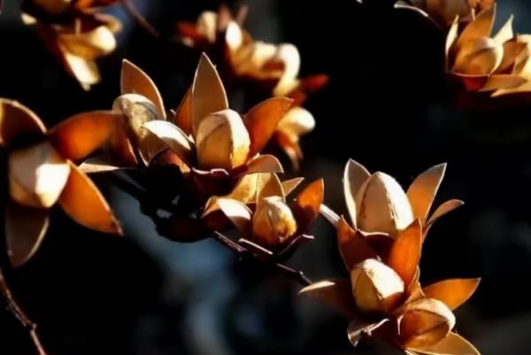 為何有人在農村收香椿籽？5個用途，其一可解決一些男女煩惱問題