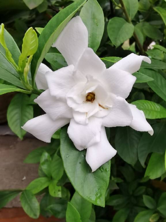 冬天花市“套路”多,5種花再漂亮也別買,買了就是浪費錢 冬天花市“套路”多,5種花再漂亮也別買,買了就是浪費錢