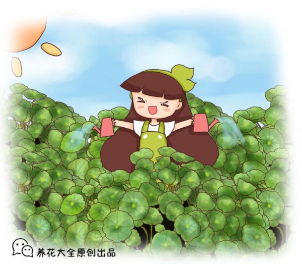 最愛水的銅錢草,水培和土培哪個更好養? 最愛水的銅錢草,水培和土培哪個更好養?