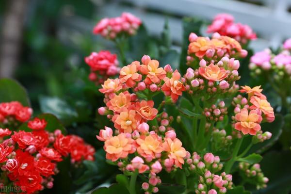 花園必備植物 長壽花