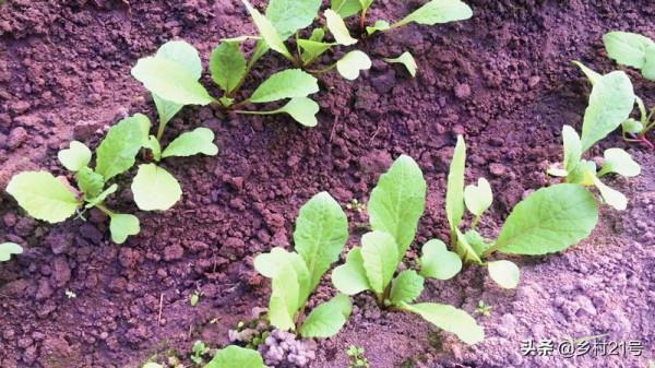 快到中秋節了，抓緊種植這三種蔬菜，附上高產種植方法