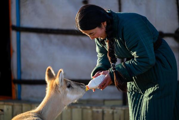 守護草原精靈的黃羊&OpenCurlyDoubleQuote;媽媽&rdquo;