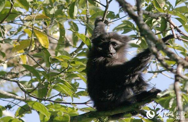 1到10歲的高黎貢白眉長臂猿長啥樣 看這裡 1到10歲的高黎貢白眉長臂猿長啥樣 看這裡