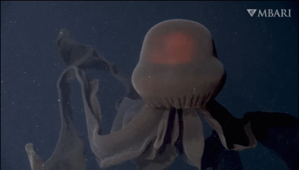 40張罕見的照片:鱷魚咬碎烏龜,鴕鳥在水面飛奔,河馬充當渡輪 40張罕見的照片:鱷魚咬碎烏龜,鴕鳥在水面飛奔,河馬充當渡輪