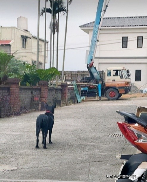 狗狗被主人抓去掙狗糧錢，看到它賣力的樣子，我又自閉了