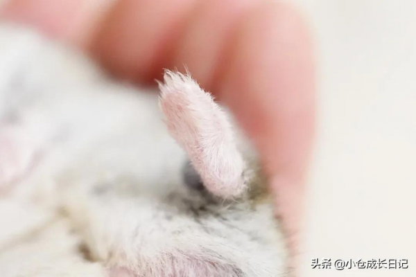 萌到心化！！這隻小精靈一樣的倉鼠讓人瘋狂心動...