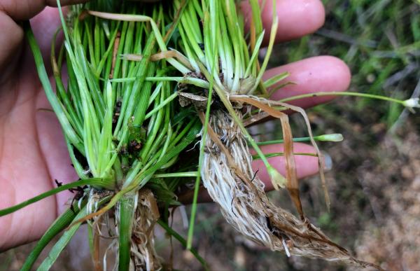 農田裡的這種天星草，原來還有這麼好的用途，可惜已經很少見了