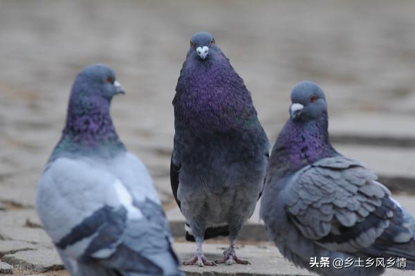 鴿子分公母的簡單方法,只需看這三點,一眼就能分辨出來 鴿子分公母的簡單方法,只需看這三點,一眼就能分辨出來