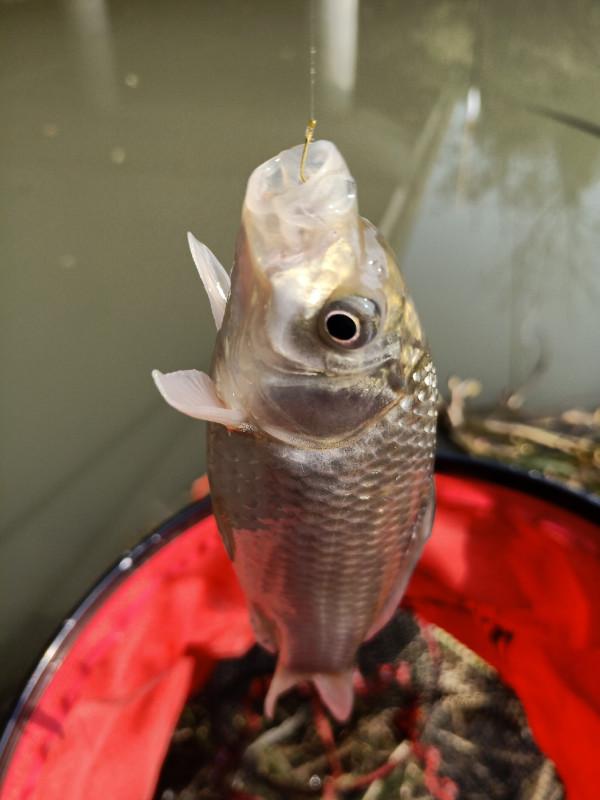 流水釣跑鉛，野釣也能體驗爆連