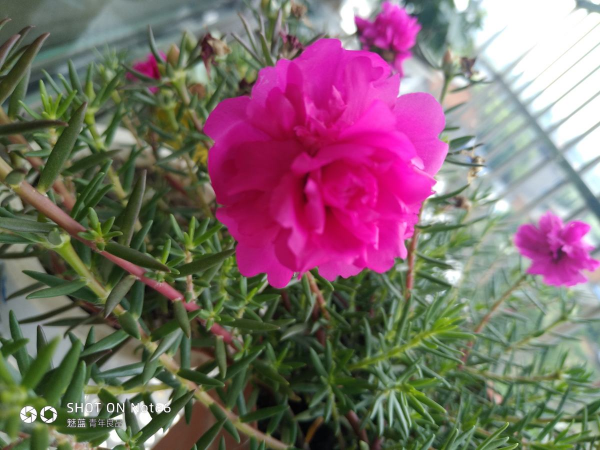 4種帶“錢”的植物，在家養招財旺運，關鍵是太好養