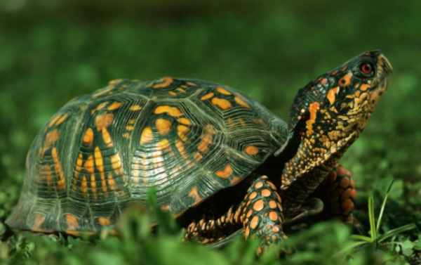 生物進化論中的一樁“懸案”？烏龜，科學家們的“噩夢”