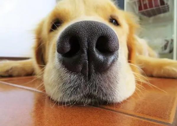 狗狗有這些特徵,主人別忽視了,這是缺“維生素”了 狗狗有這些特徵,主人別忽視了,這是缺“維生素”了