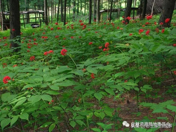 「產業發展」十大模式“引爆”林下經濟發展