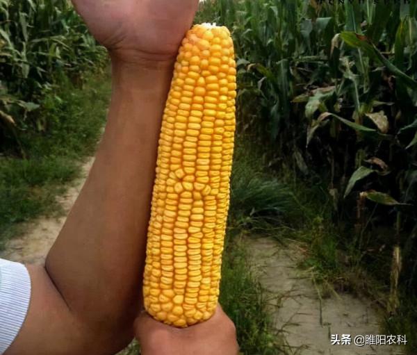 我國玉米三大主導品種之一,最高畝產2500斤,適合在哪裡種植 我國玉米三大主導品種之一,最高畝產2500斤,適合在哪裡種植