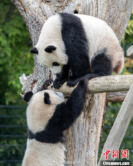 柏林雙胞胎大熊貓已斷奶將擇期回國 柏林雙胞胎大熊貓已斷奶將擇期回國