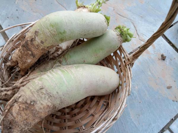 豐收到菜園 豐收到菜園