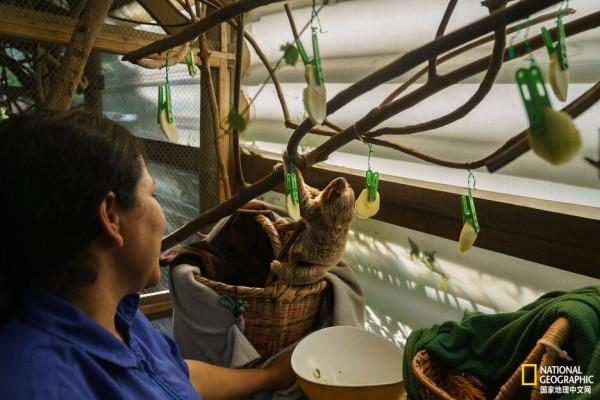 溫順的樹懶是如何成為&OpenCurlyDoubleQuote;明星寵物&rdquo;的？