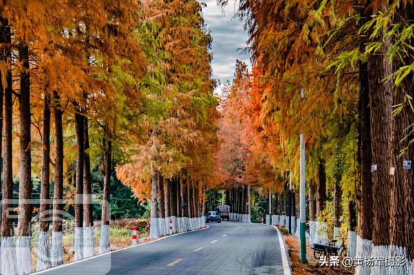 中國存在感最低的山區縣，有條公路落羽杉22公里，廣東很少人知道