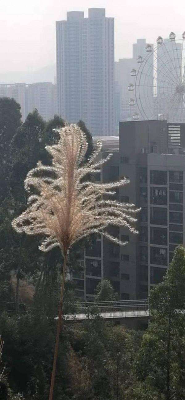 雲彩下的山城系列（九）