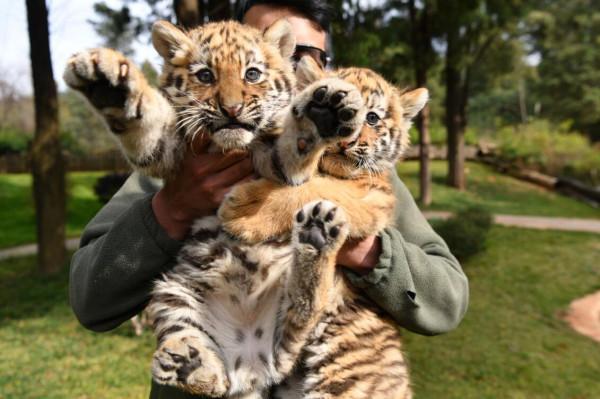 雲南野生動物園小老虎集中亮相