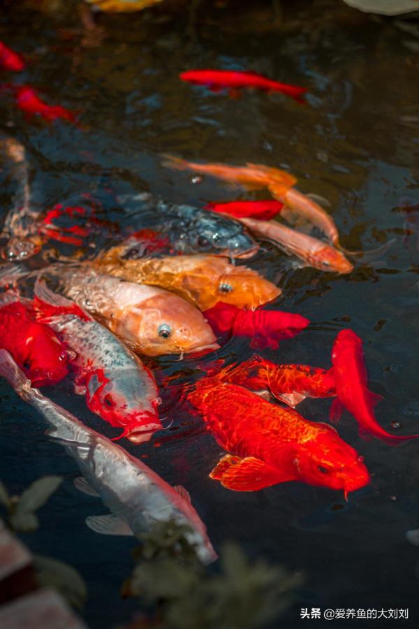 欖仁葉,水族圈中被炒作得很神奇的葉子,到底有幾分真? 欖仁葉,水族圈中被炒作得很神奇的葉子,到底有幾分真?