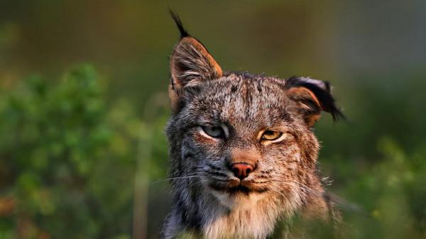 狼見了都要叫大哥的“猞猁”，在森林裡究竟有多恐怖？