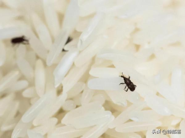 2021年玉米、稻穀相繼收穫,儲存時如何避免長蟲?3個方法 2021年玉米、稻穀相繼收穫,儲存時如何避免長蟲?3個方法