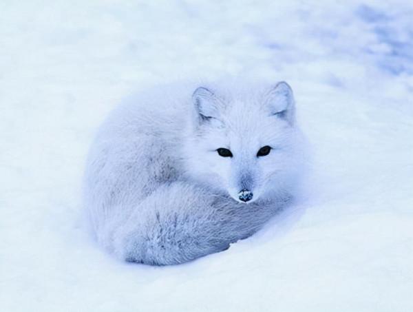 民間故事：白狐狸不一樣的報恩