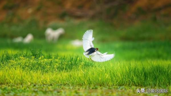 旗艦超越期待，春曉索尼Alpha 1試用體驗