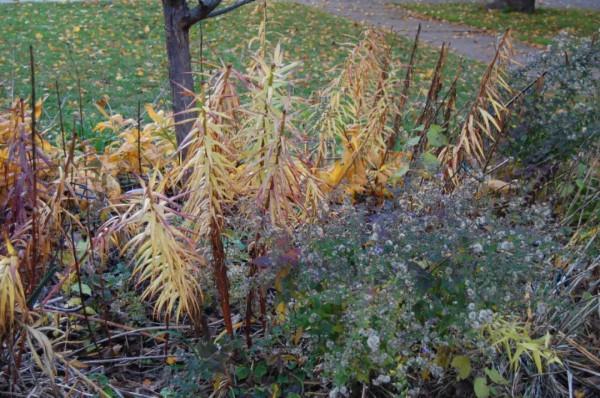 冬天這些花葉片會枯萎，別扔，它只是休眠了