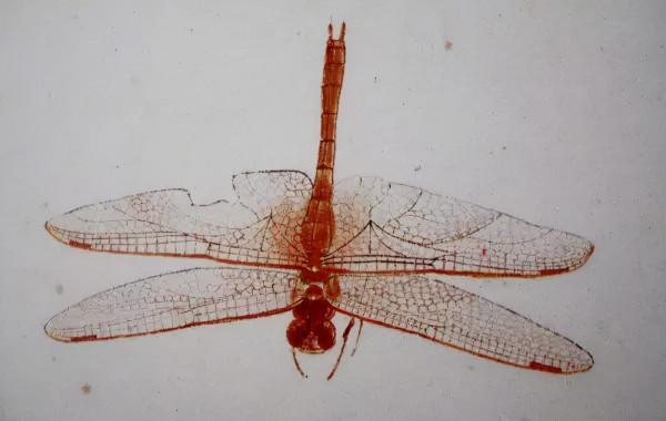 齊白石筆下的飛蟲,精細之極 齊白石筆下的飛蟲,精細之極