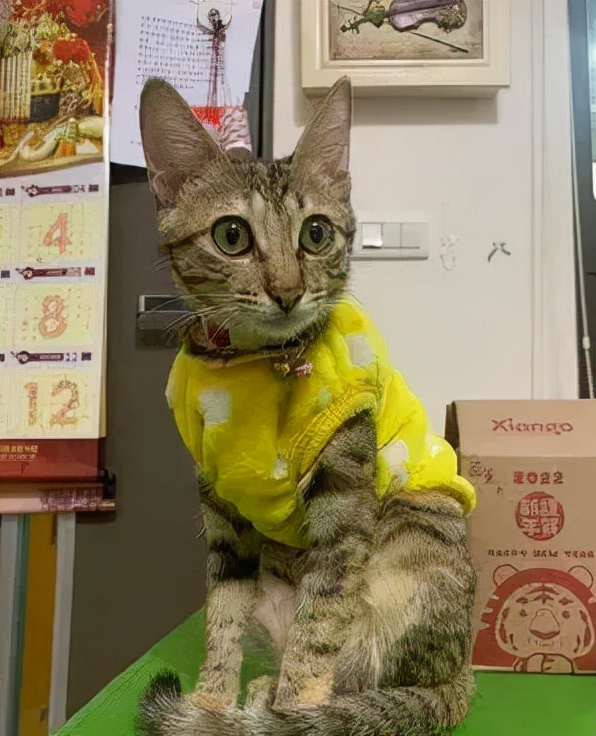 72歲的老阿嬤推著毛孩子散步,把遛貓當復健,暖哭眾人 72歲的老阿嬤推著毛孩子散步,把遛貓當復健,暖哭眾人