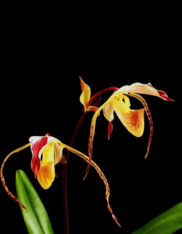 各色的花都開得繽紛絢燦，好像天上降下了一道彩雲