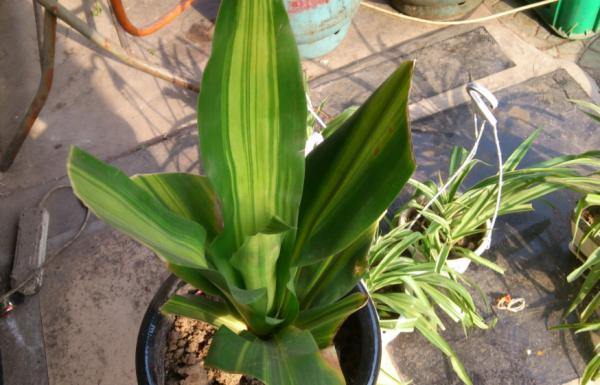 巴西木不必一直“泡水”,得學會修剪、追肥,促進生根,土栽更好 巴西木不必一直“泡水”,得學會修剪、追肥,促進生根,土栽更好