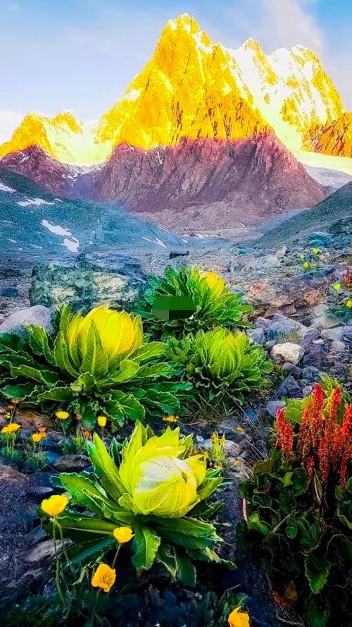 百年一遇日照金山 百年一遇日照金山